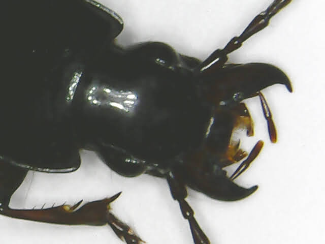 Pterostichus_capo.jpg