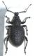 Curculionidae E1.JPG