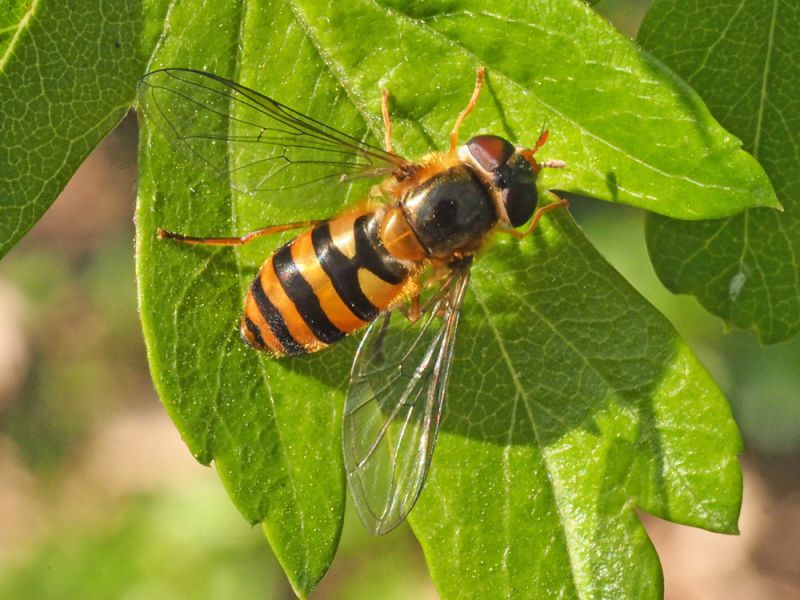 Syrphidae_Epistrophe_spp_adulto_F (7).jpg