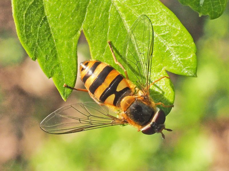 Syrphidae_Epistrophe_spp_adulto_F (6).jpg