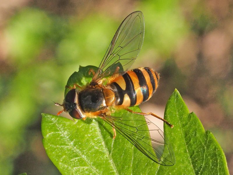 Syrphidae_Epistrophe_spp_adulto_F (4).jpg