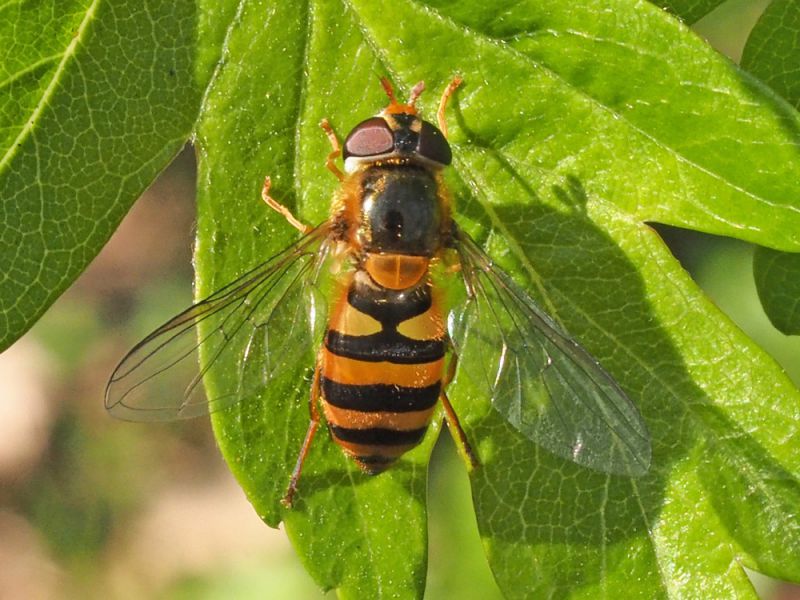 Syrphidae_Epistrophe_spp_adulto_F (1).jpg