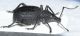 Curculionidae E2.JPG