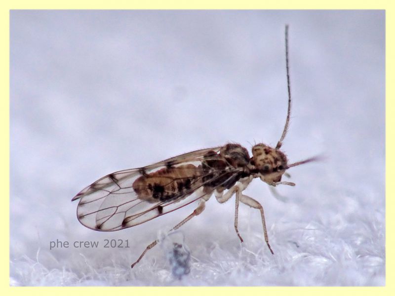 prob. Ectopsocus petersi circa 3 mm  - Anzio 10.4.2021 - (1).JPG