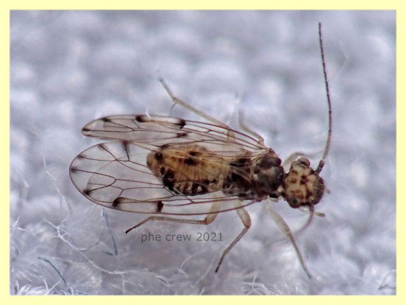 prob. Ectopsocus petersi circa 3 mm  - Anzio 10.4.2021 - (2).JPG