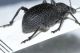 Curculionidae E3.JPG