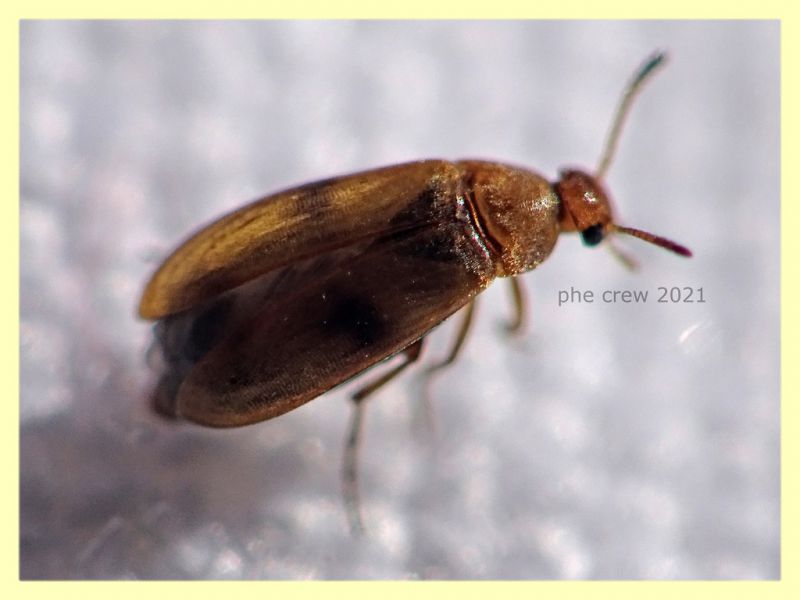 prob. Anaspis maculata 3 mm - Anzio 10.4.2021 - (1).JPG