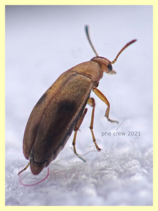 prob. Anaspis maculata 3 mm - Anzio 10.4.2021 - (2).JPG