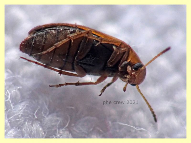 prob. Anaspis maculata 3 mm - Anzio 10.4.2021 - (5).JPG