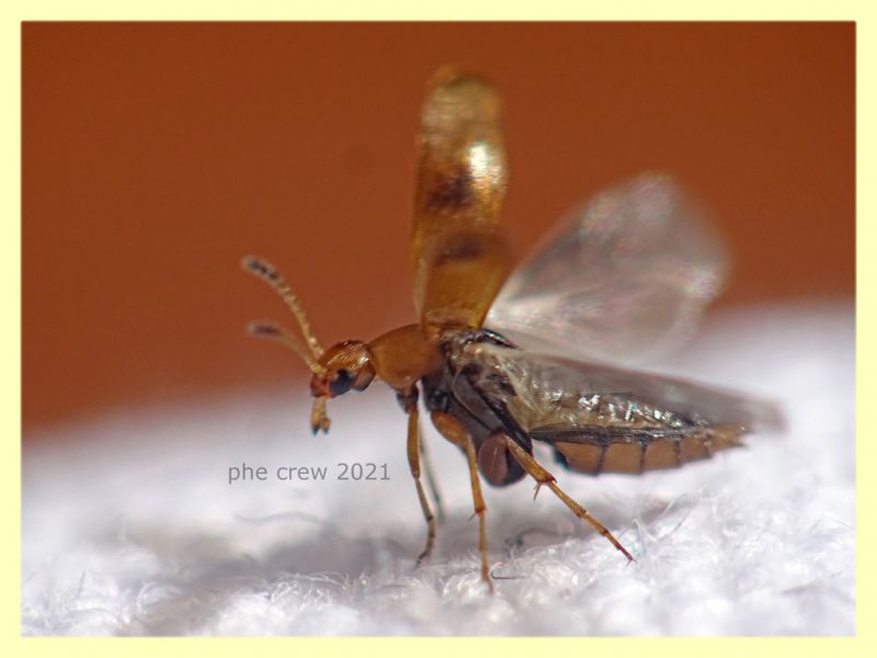 prob. Anaspis maculata 3 mm - Anzio 10.4.2021 - (4).JPG