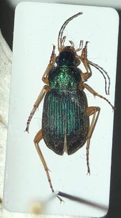 Carabidae.jpg