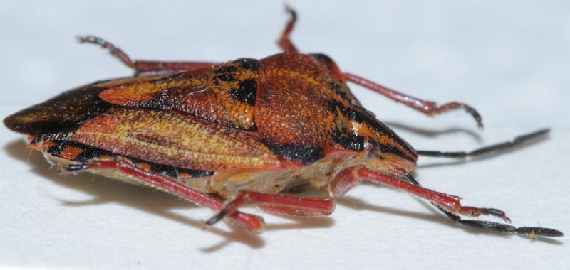 Carpocoris mediterraneus2.JPG