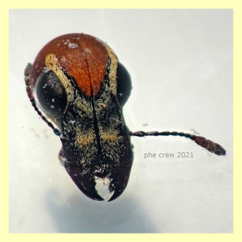 Anthtribidae 2,5 mm. - Anzio 15.4.2021 in Ananas del Costa Rica - (2).JPG