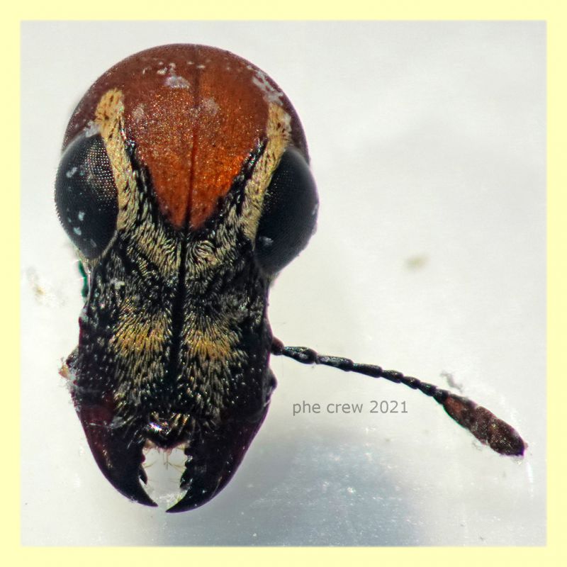 Anthtribidae 2,5 mm. - Anzio 15.4.2021 in Ananas del Costa Rica - (3).JPG