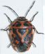 Eurydema ventralis3.JPG