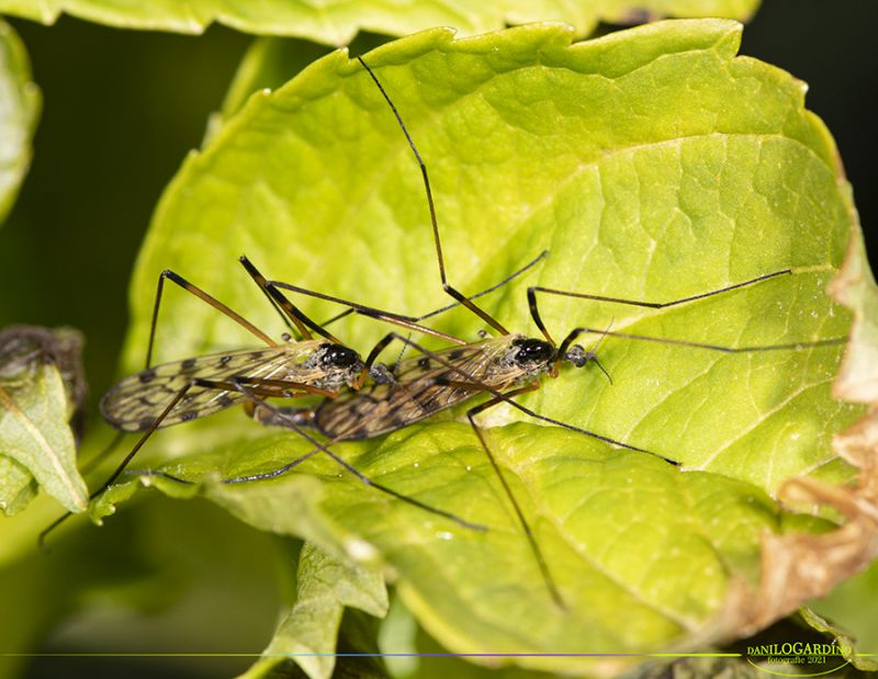 Diptera1Thumb.jpg