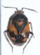 Deraeocoris shach1.JPG