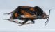 Deraeocoris shach2.JPG