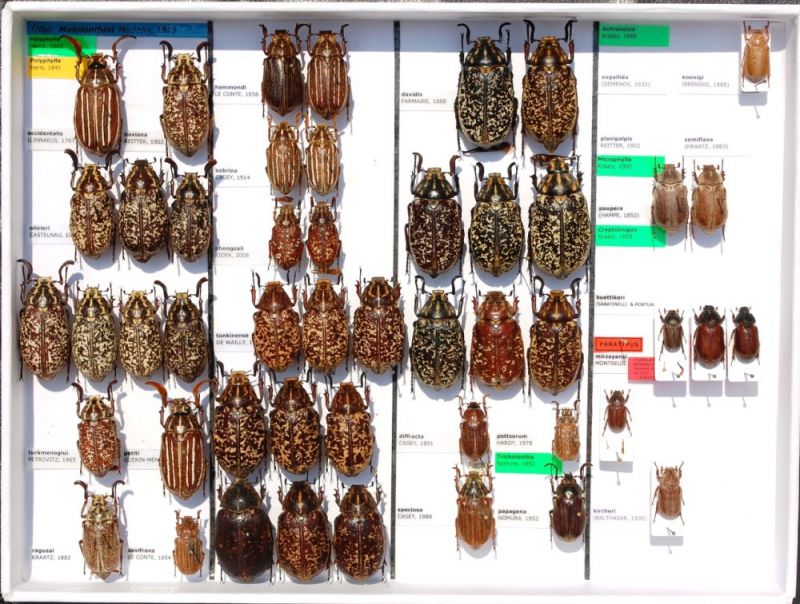 Melolonthinae 5 - Kopie.JPG