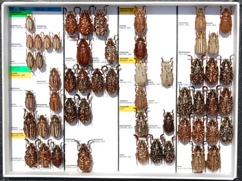 Melolonthinae 4 - Kopie.JPG