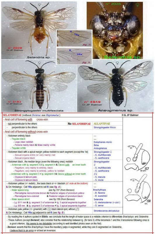 SELANDRIINAE - Strongylogaster, Dulophanes, Birka, Aneugmenus, Brachythops, Selandria - Clé au 09.04.21 - Image.jpg