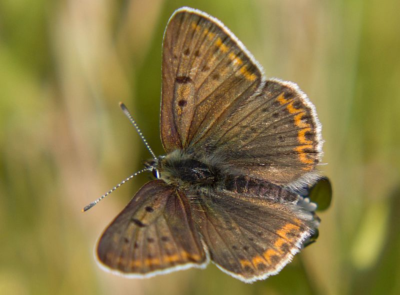 Polyommatus icarus femmina.jpg