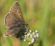 Polyommatus icarus femmina1.jpg