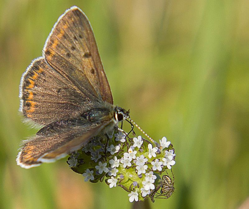 Polyommatus icarus femmina1.jpg