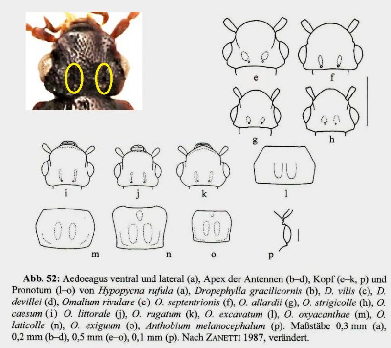 Die Käfer Mitteleuropas 4 Staphylinidae I - 117.jpg