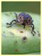 Mononychus punctumalbum su Iris sp. - Anzio 17.6.2019 - (4).JPG