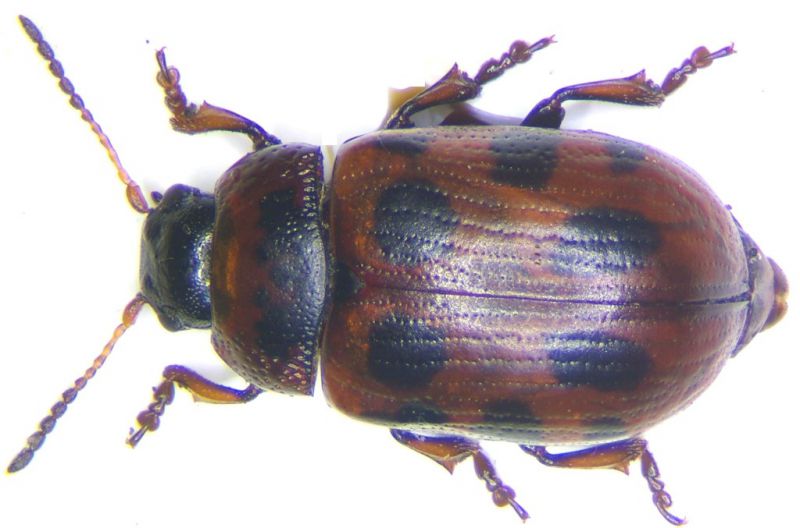 Gonioctena elaborata.jpg