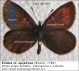 Erebia_cf_epiphron_clidoA.jpg