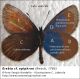 Erebia_cf_epiphron_clido.jpg