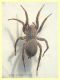 prob. Arctosa sp. - 11 mm. corpo - Anzio 23.4.2021 trappola aceto - (3).JPG
