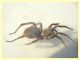 prob. Arctosa sp. - 11 mm. corpo - Anzio 23.4.2021 trappola aceto - (1).JPG