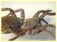 prob. Arctosa sp. - 11 mm. corpo - Anzio 23.4.2021 trappola aceto - (7).JPG
