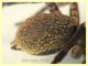 prob. Arctosa sp. - 11 mm. corpo - Anzio 23.4.2021 trappola aceto - (8).JPG