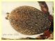 prob. Arctosa sp. - 11 mm. corpo - Anzio 23.4.2021 trappola aceto - (4).JPG