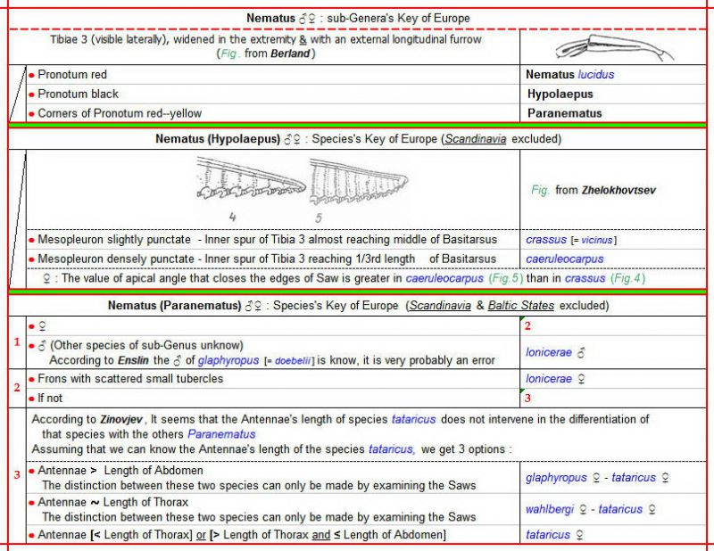 NEMATUS - sub-Genera (Nematus, Hypolaepus, Paranematus) - clés au 20.01.21 - Image.jpg