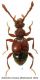 Batrisodes venustus (Reichenbach, 1816).jpg