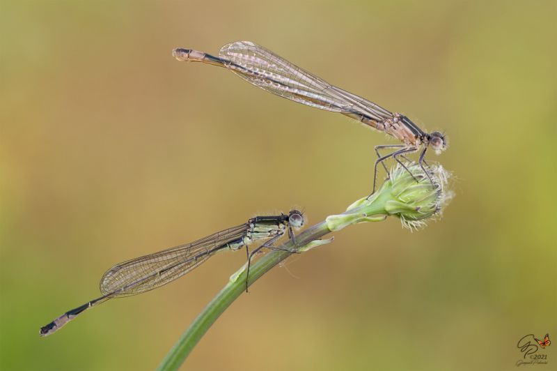 Ischnura elegans immaturi.jpg