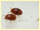 prob. Uropodidae 0,8 mm. su Rhynchophorus ferrugineus - Anzio 10.5.2021 - (6).JPG