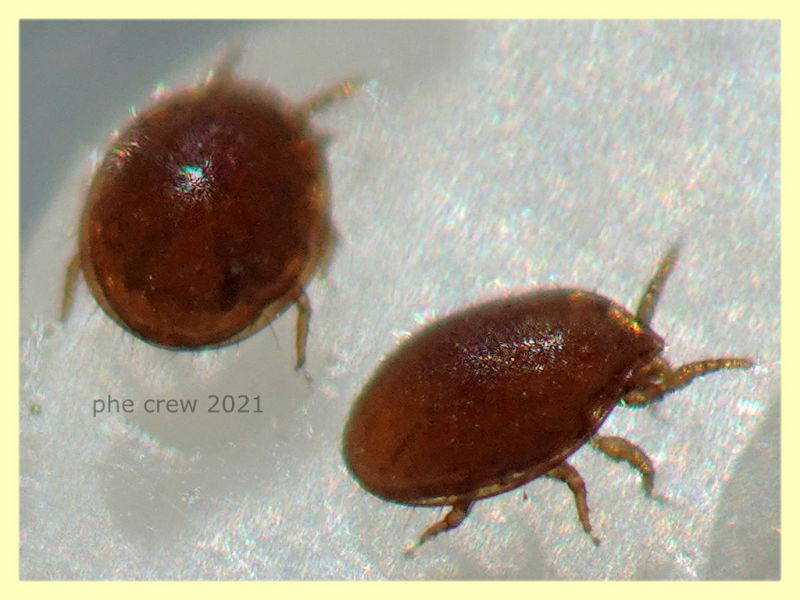 prob. Uropodidae 0,8 mm. su Rhynchophorus ferrugineus - Anzio 10.5.2021 - (8).JPG
