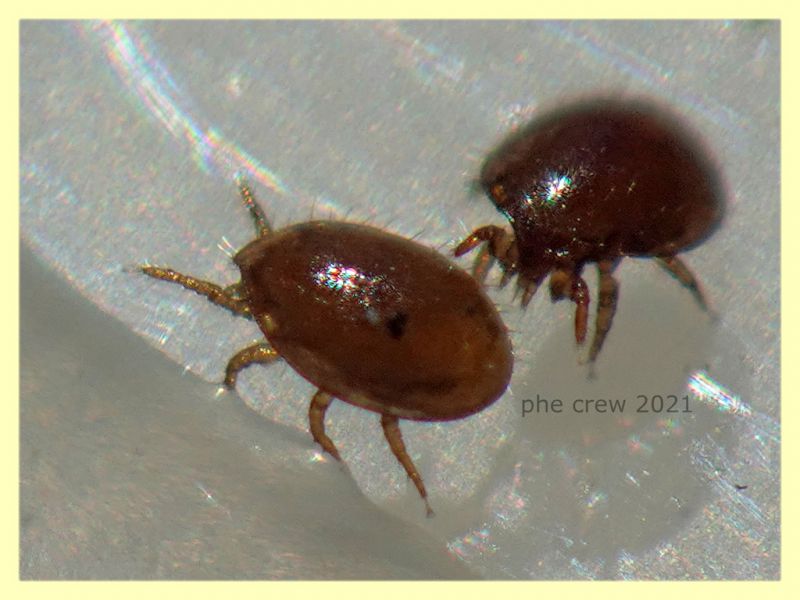 prob. Uropodidae 0,8 mm. su Rhynchophorus ferrugineus - Anzio 10.5.2021 - (9).JPG