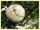 prob. Cynipidae - Andricus quercustozae - Campo di Carne frazione Aprilia (LT) - 10.5.2021 - (2).JPG