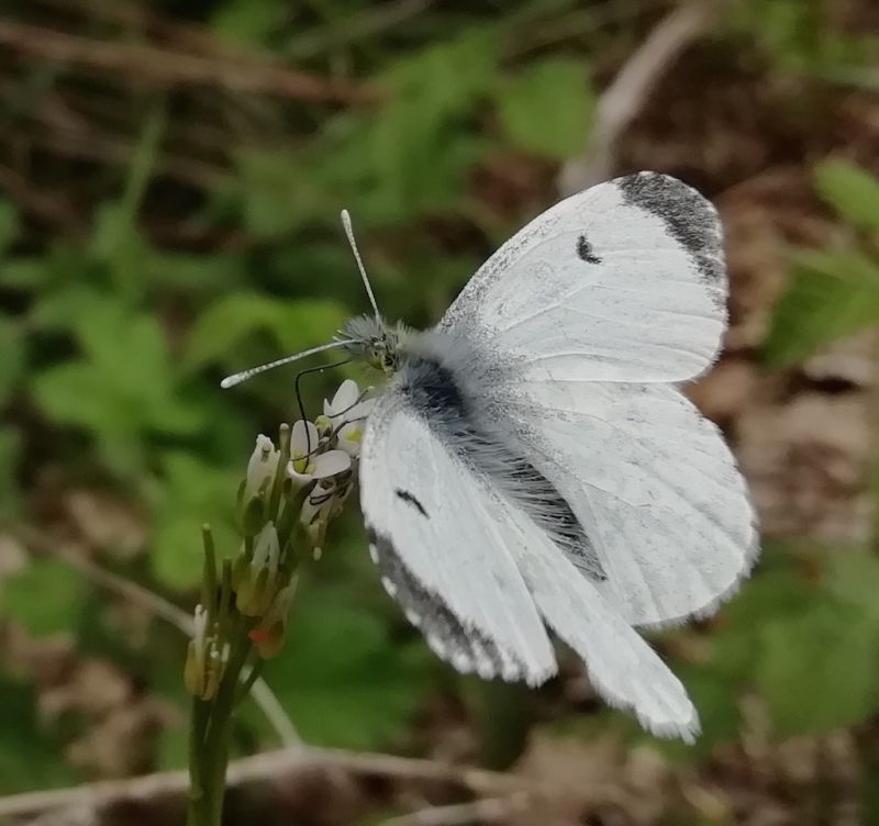 503 Anthocharis cardamines.jpg