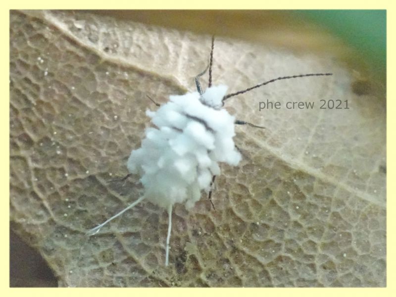maschio attero Margarodidae 3-4 mm. Campo di Carne - 10.5.2021 - (2).JPG