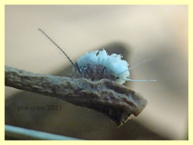 maschio attero Margarodidae 3-4 mm. Campo di Carne - 10.5.2021 - (6).JPG