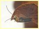 Malthinus serrepunctatus-reflexus circa 5 mm. Campo di Carne - 10.5.2021 - (2).JPG
