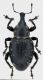 Liparus-trentino.jpg